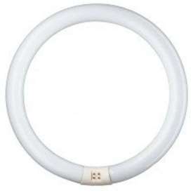 NEON CIRCOLARE 40W DAYLIGHT 6500K